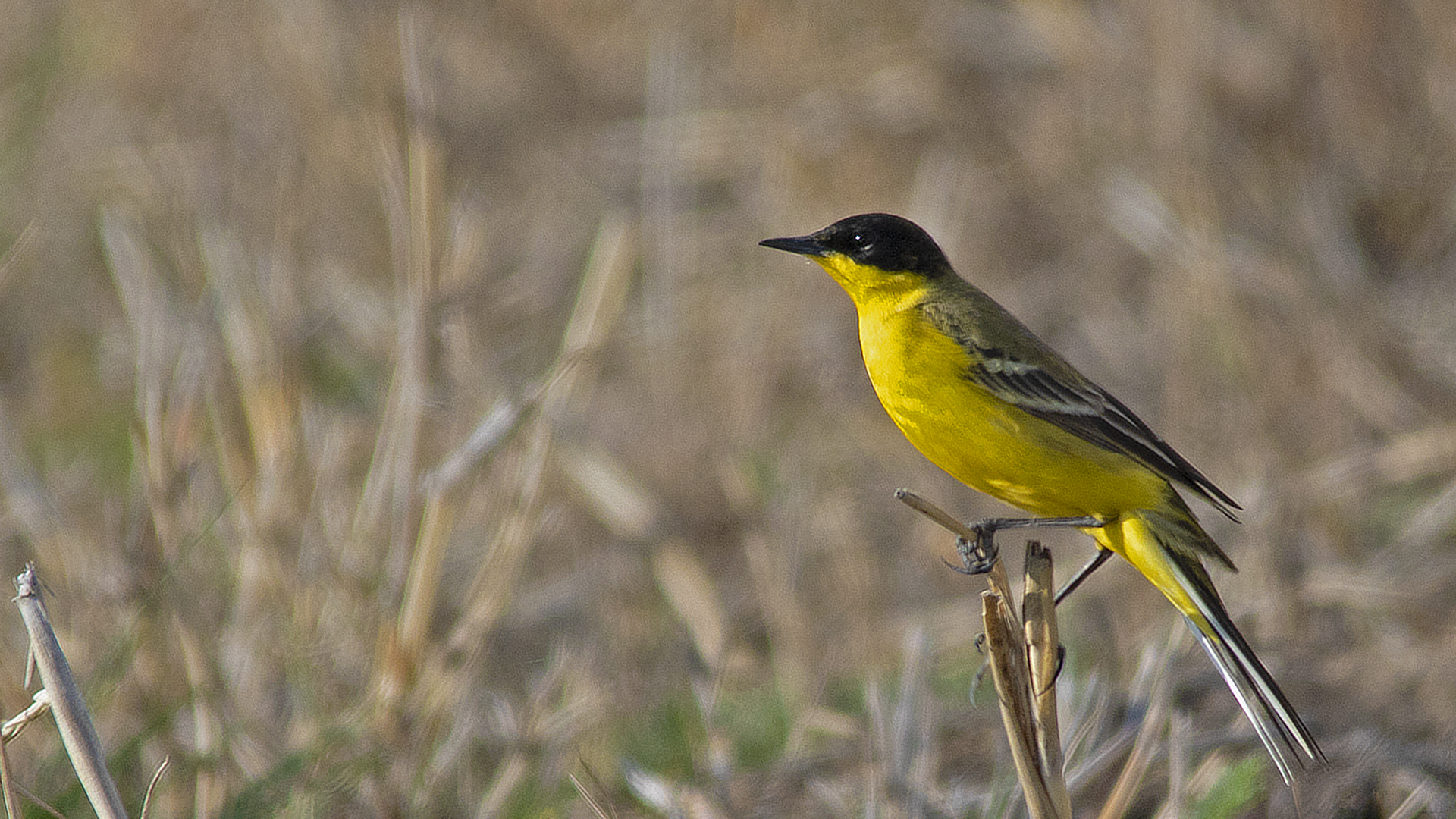 Western Yellow Wagtail